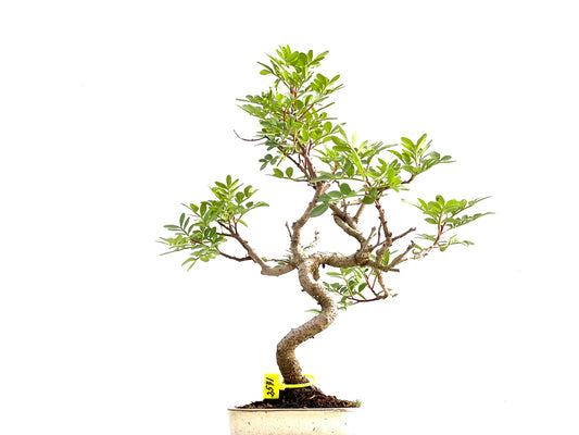 Pistacia Lentiscus 2571
