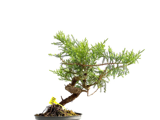 Juniperus 2572