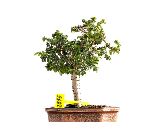 Ulmus Parvifolia 2575