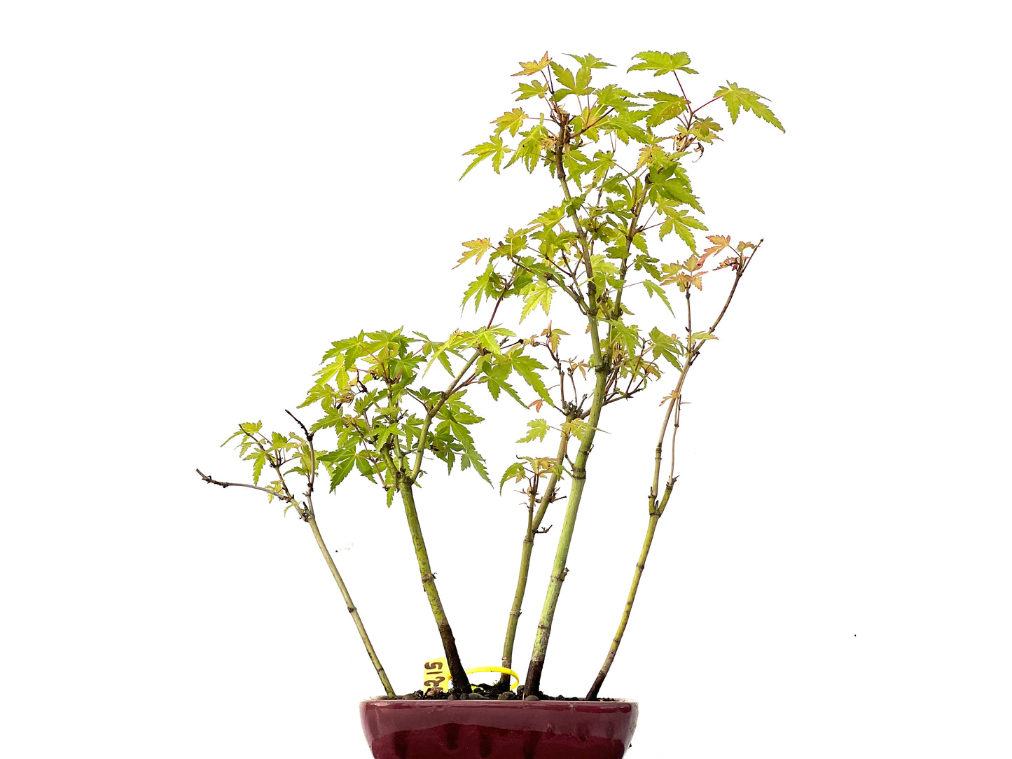 Bosque Acer Palmatum 0215
