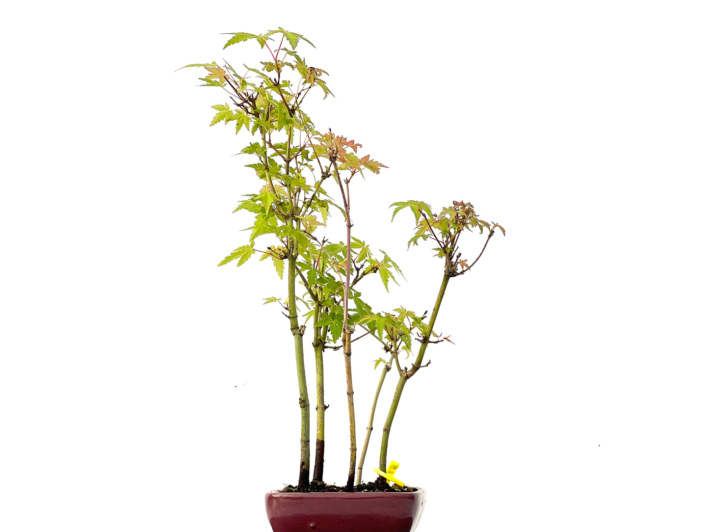Bosque Acer Palmatum 0215