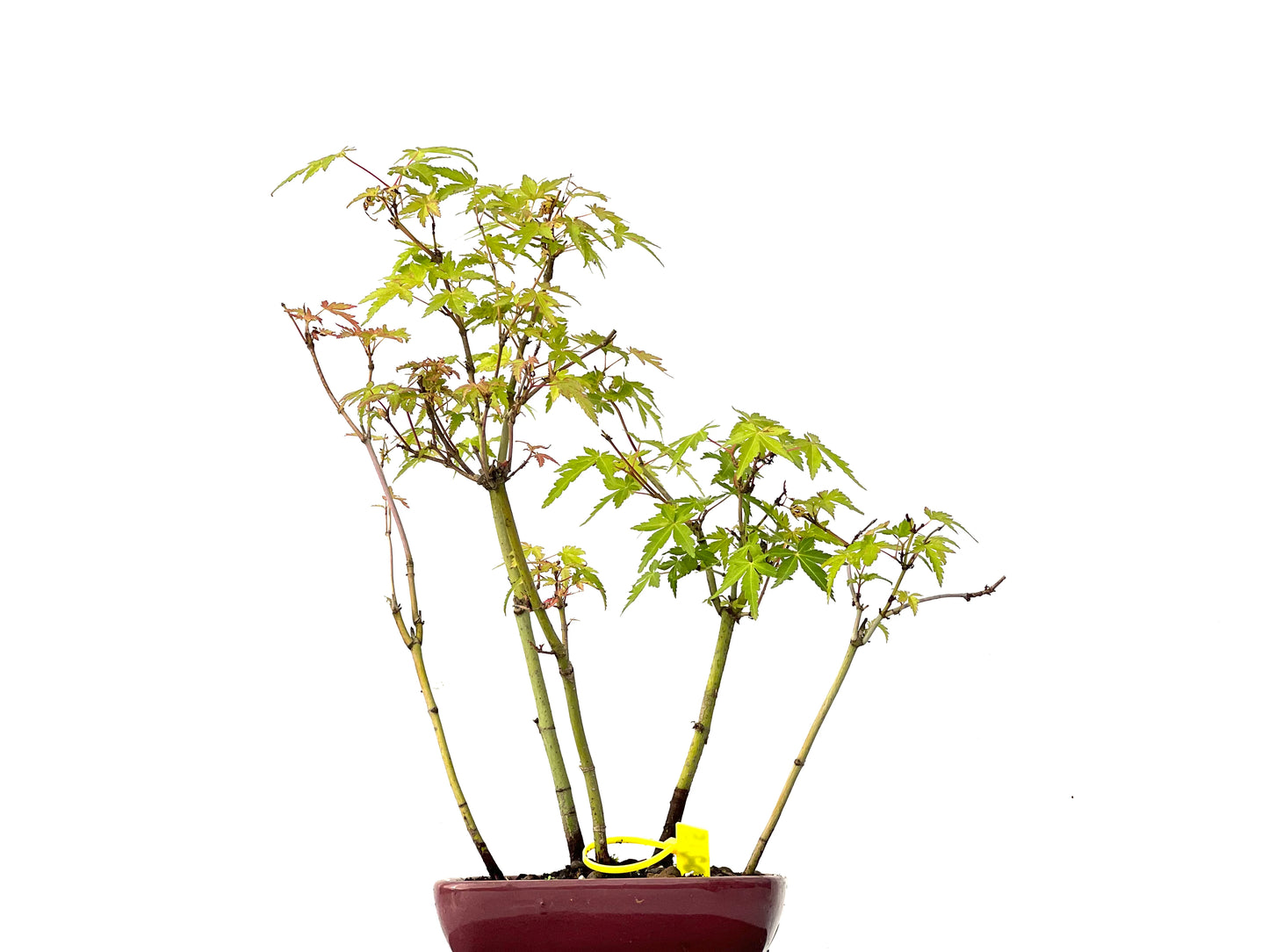 Bosque Acer Palmatum 0215