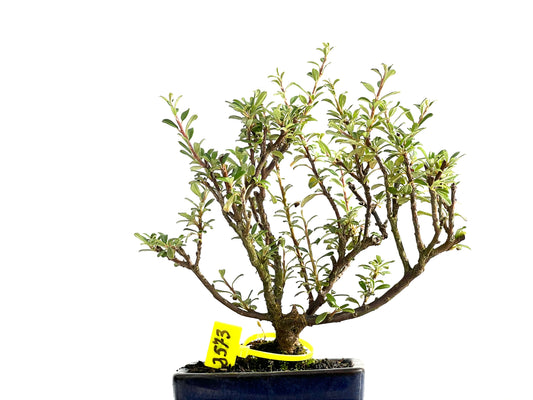 Cotoneaster Microphylla 2573