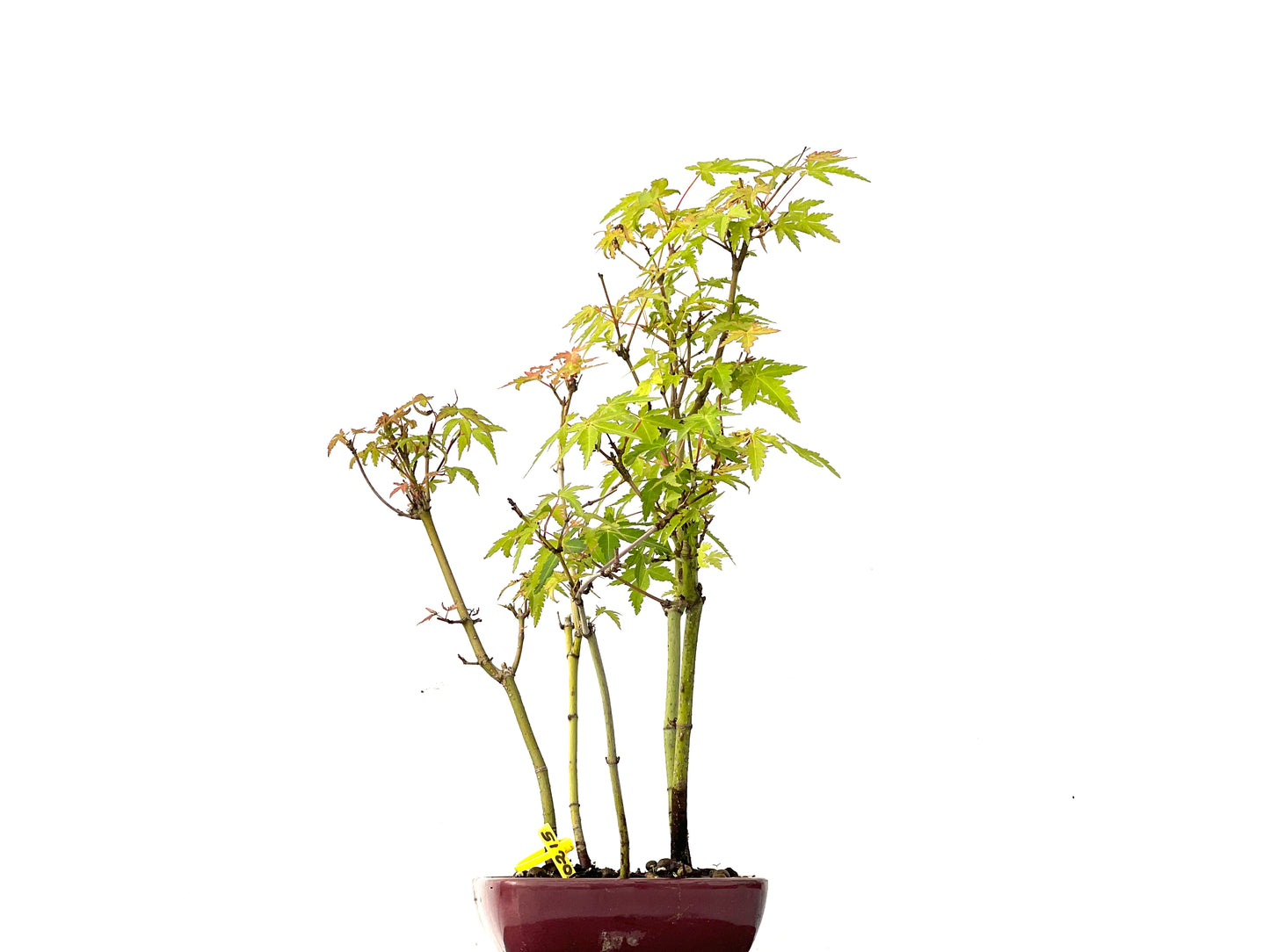Bosque Acer Palmatum 0215