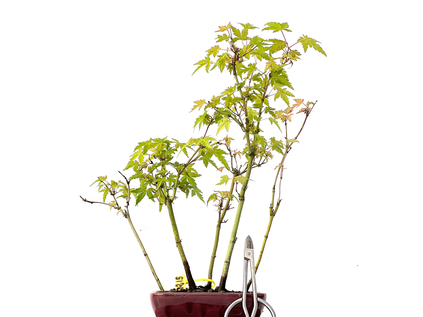 Bosque Acer Palmatum 0215