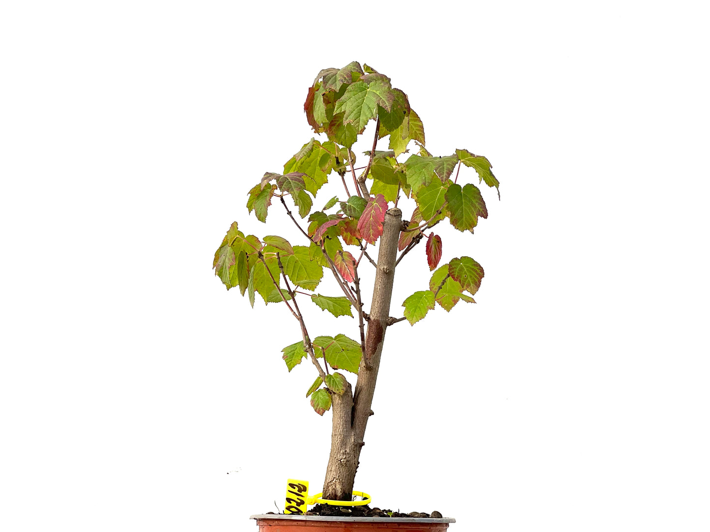 Acer Ginnala 0212