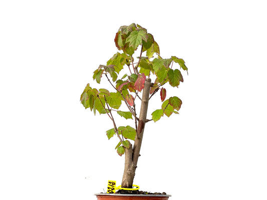 Acer Ginnala 0212