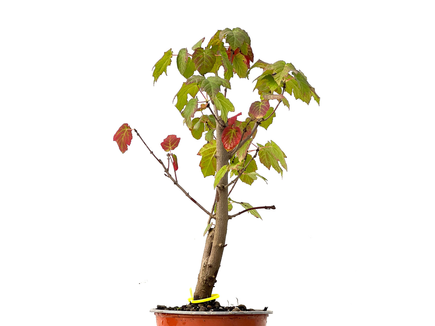 Acer Ginnala 0212