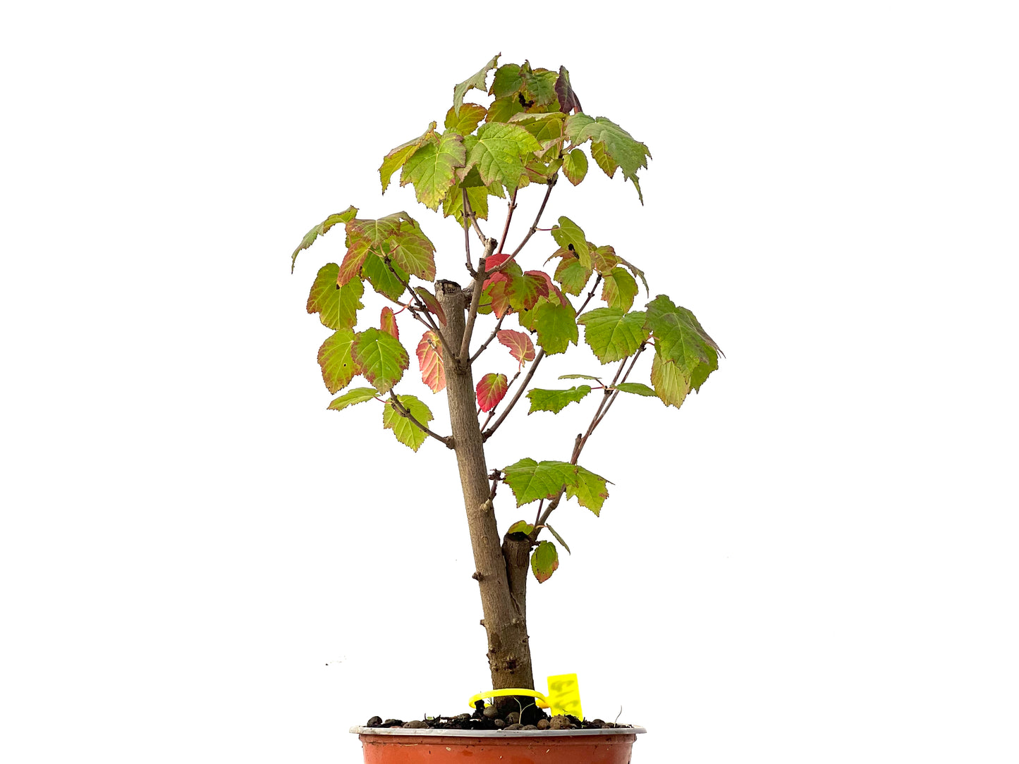 Acer Ginnala 0212