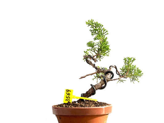 Juniperus Chinensis Itoigawa 2569