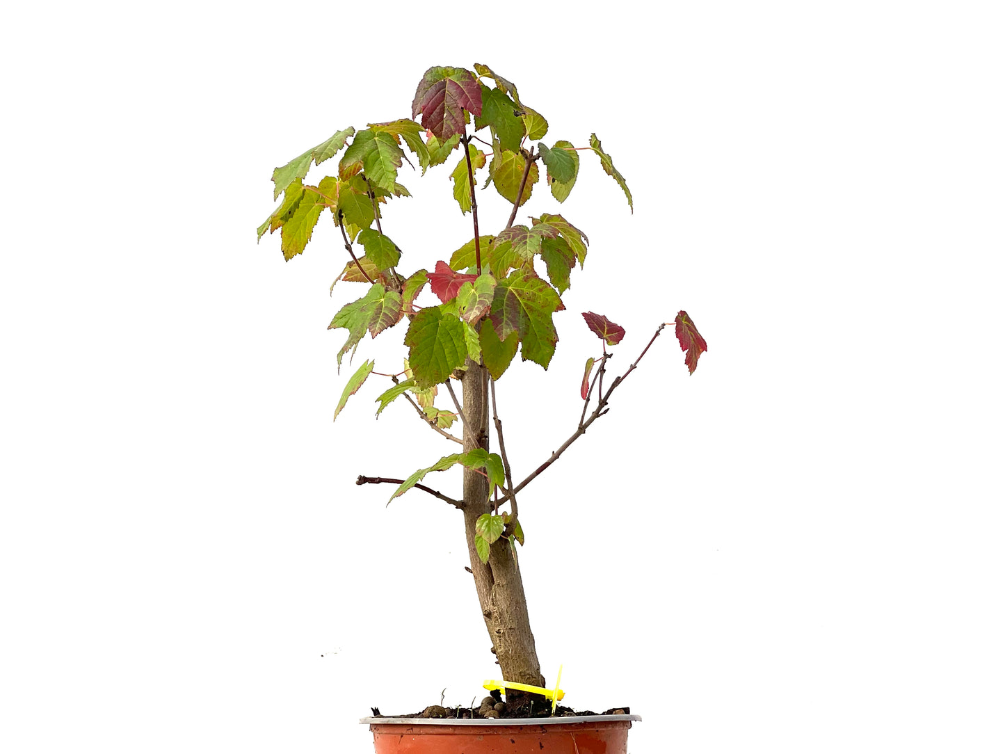 Acer Ginnala 0212