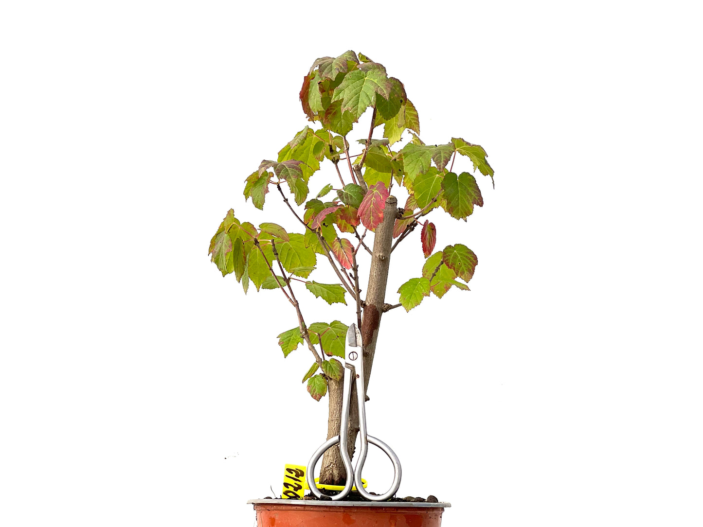 Acer Ginnala 0212