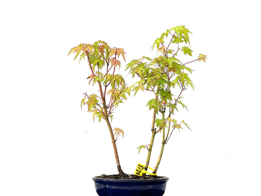 Bosque de Acer Palmatum 0213