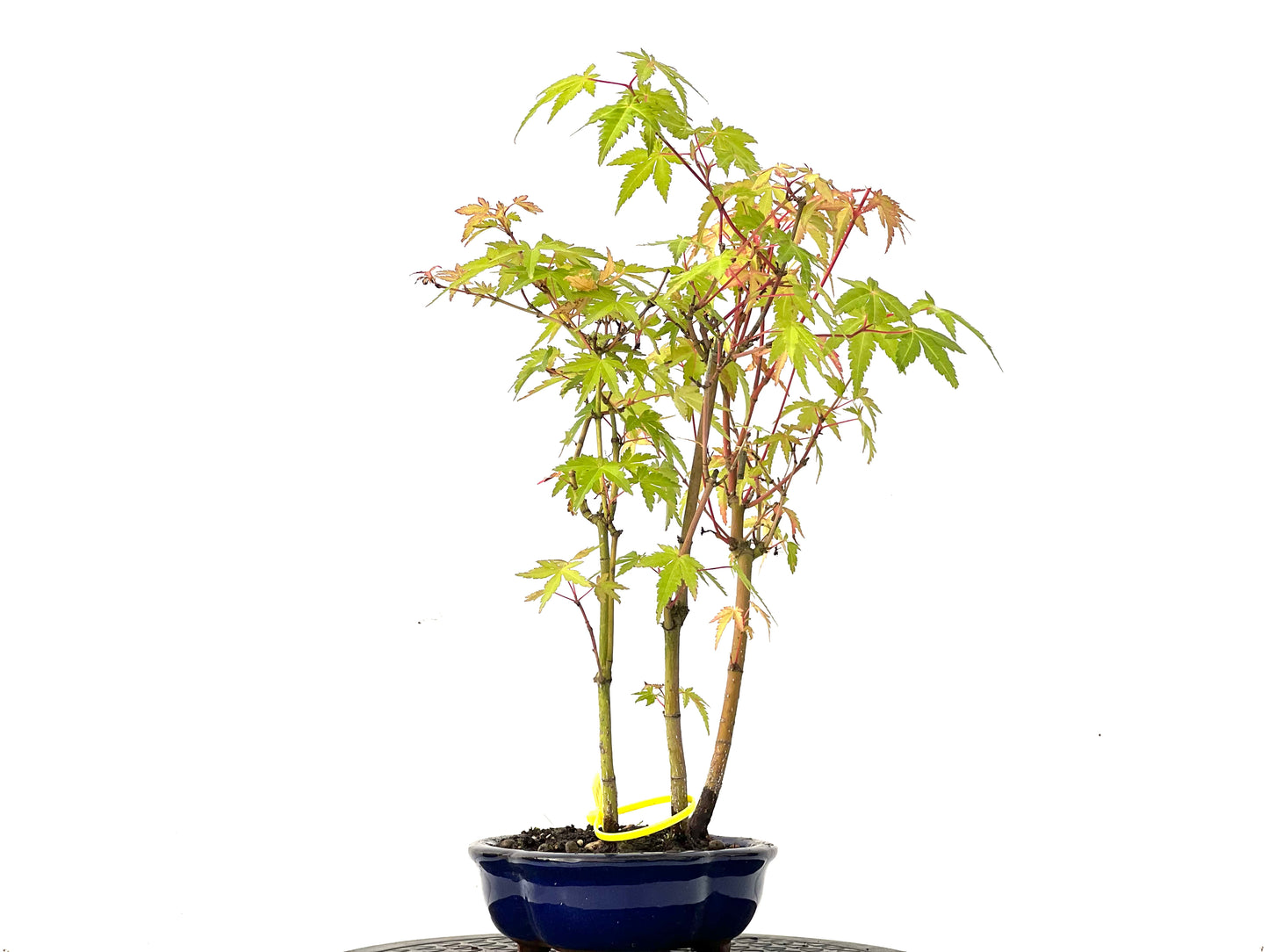 Bosque de Acer Palmatum 0213
