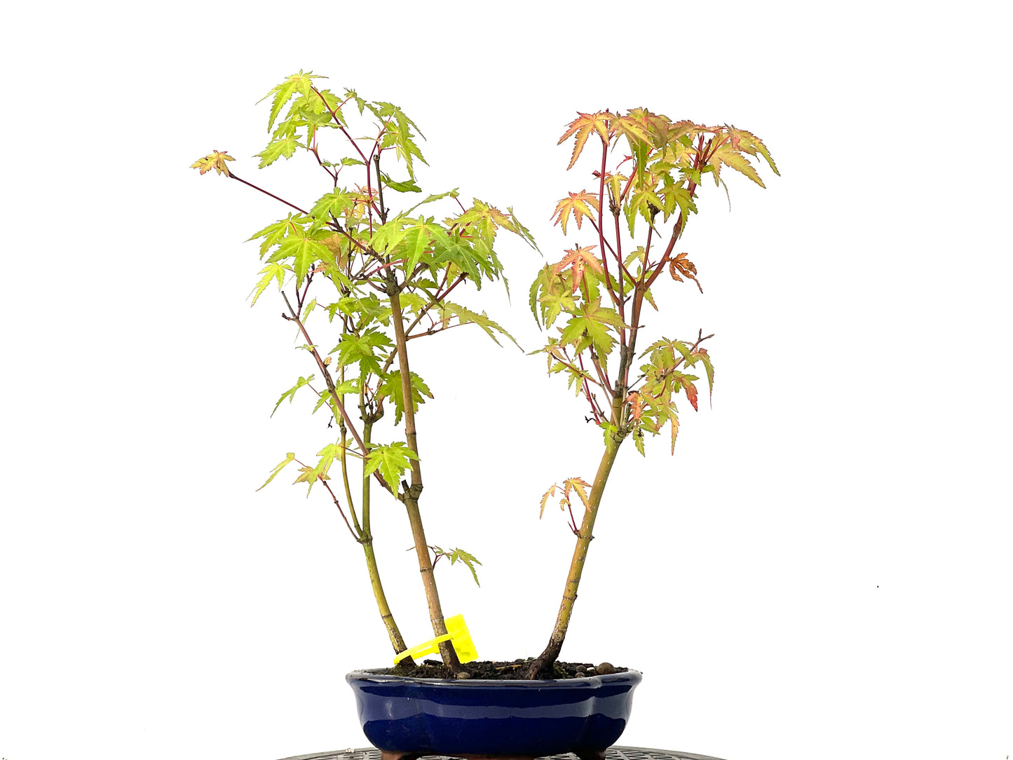 Bosque de Acer Palmatum 0213