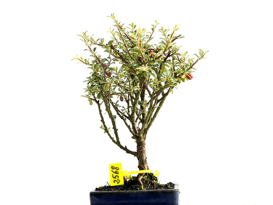Cotoneaster Microphylla 2568