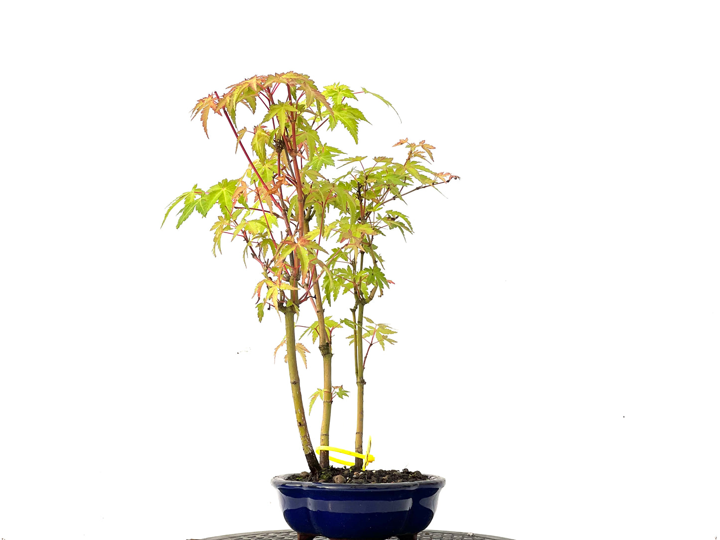 Bosque de Acer Palmatum 0213