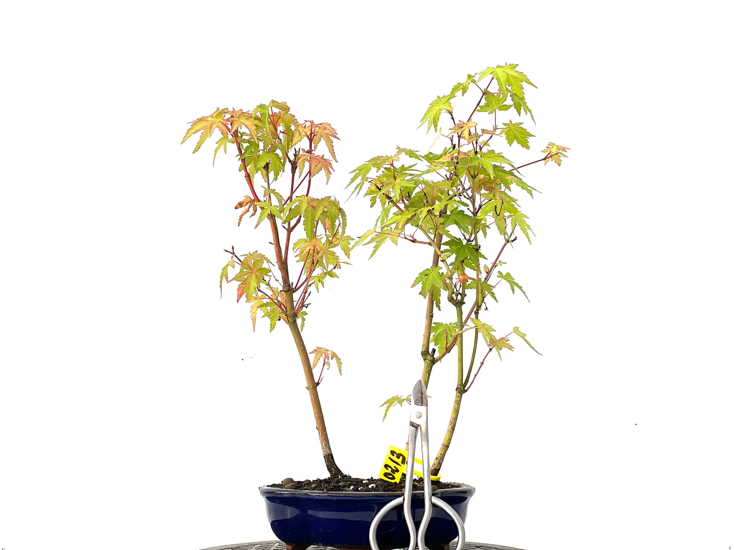 Bosque de Acer Palmatum 0213