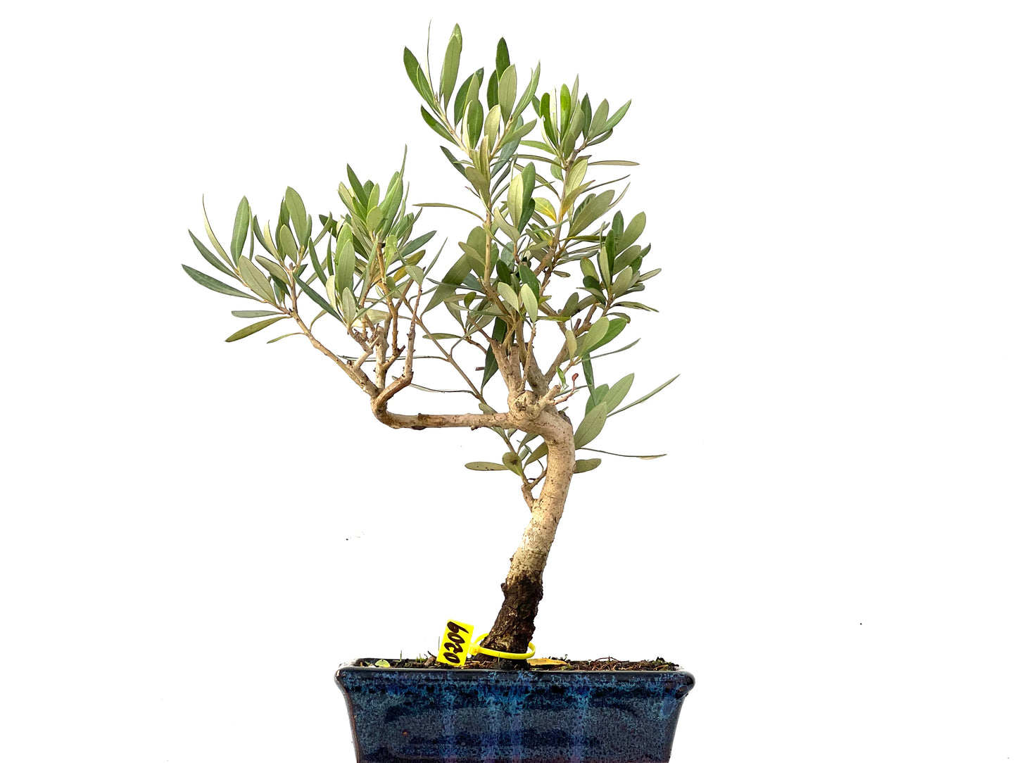 Olea Europaea 0209
