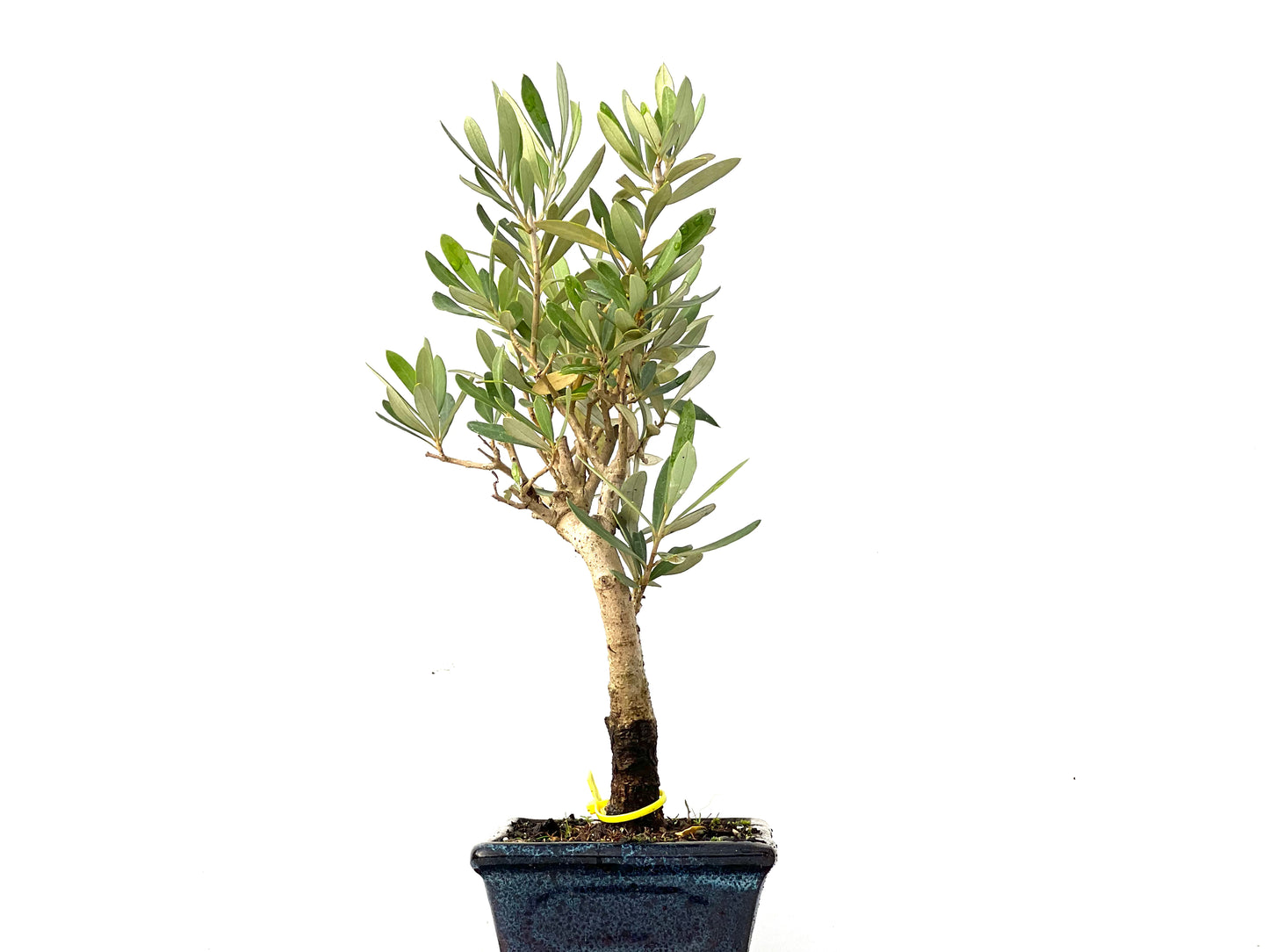 Olea Europaea 0209