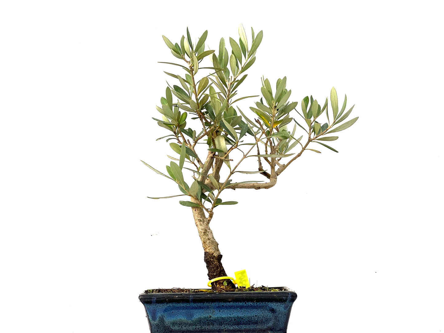 Olea Europaea 0209