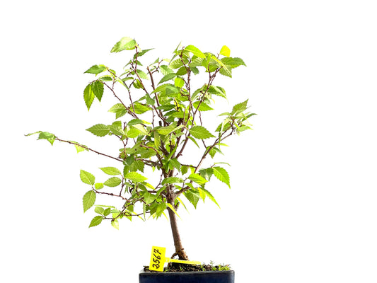 Zelkova Serrata 2567