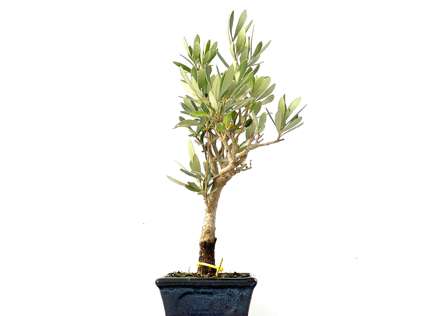 Olea Europaea 0209