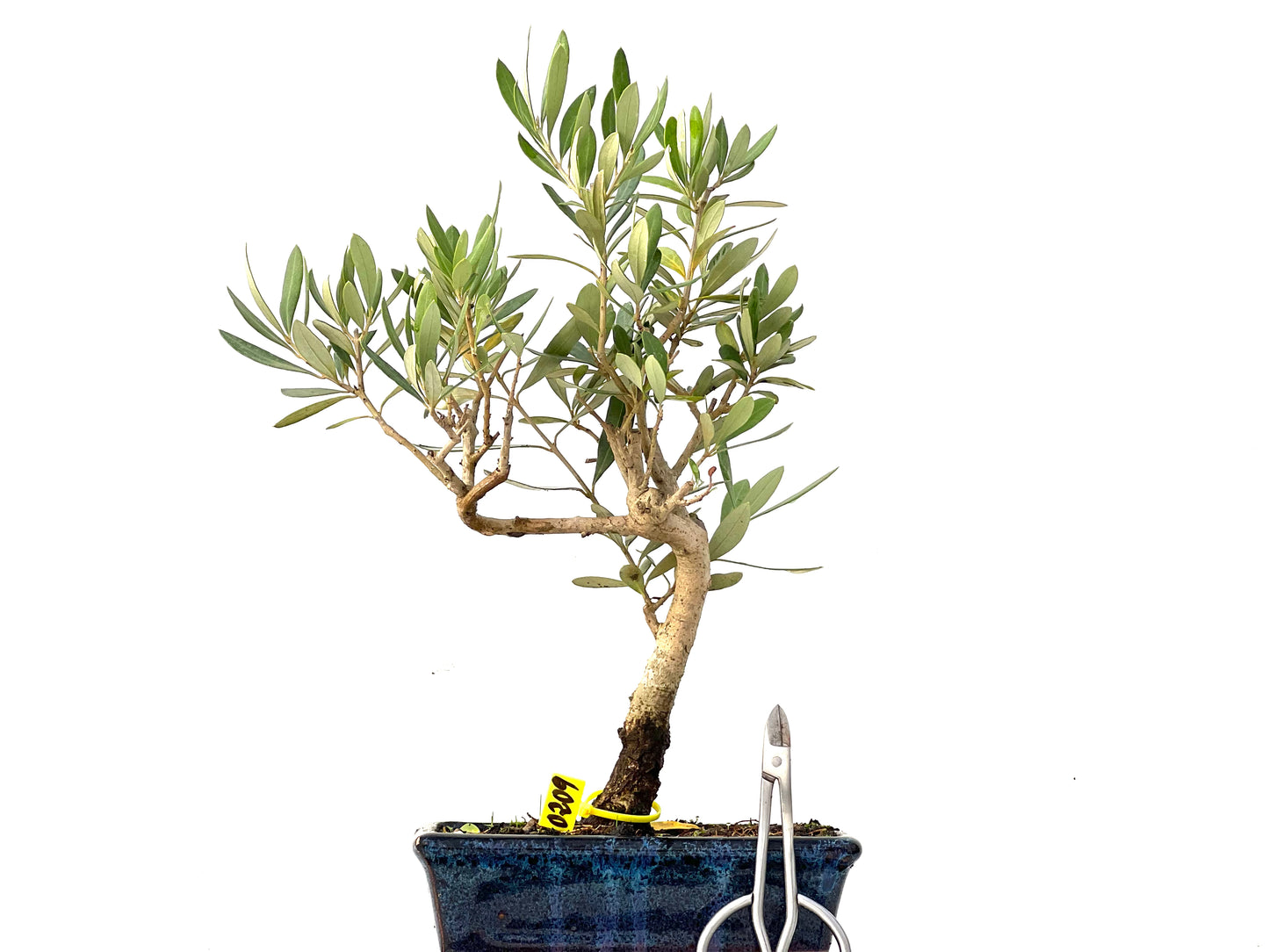 Olea Europaea 0209
