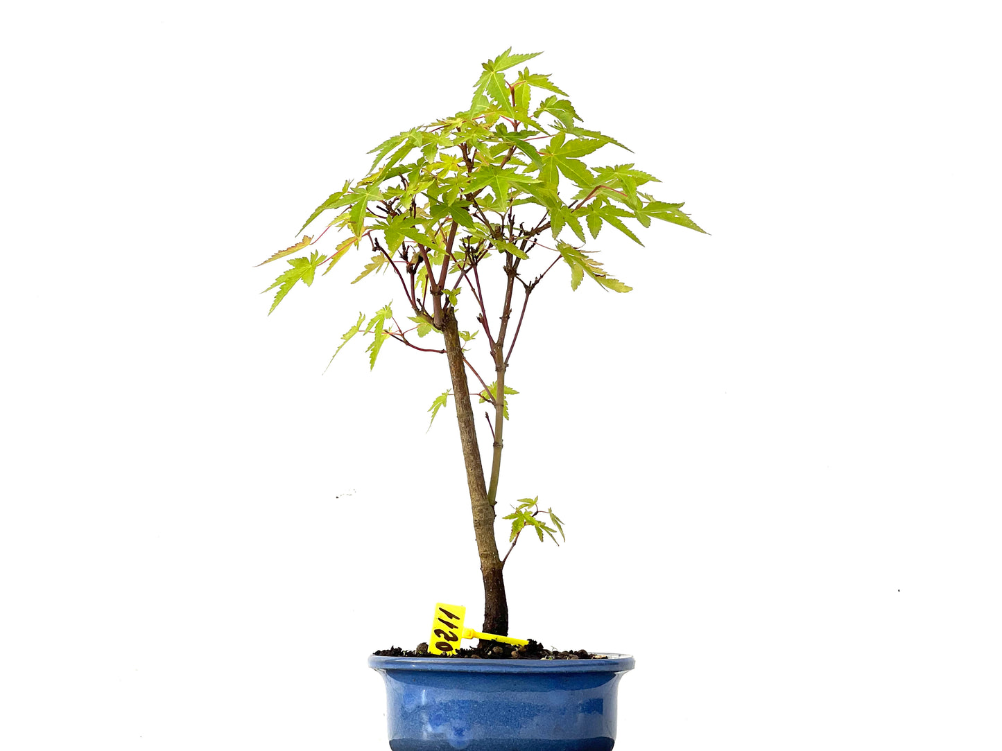 Acer Palmatum Yamamomiji 0211