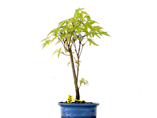 Acer Palmatum Yamamomiji 0211