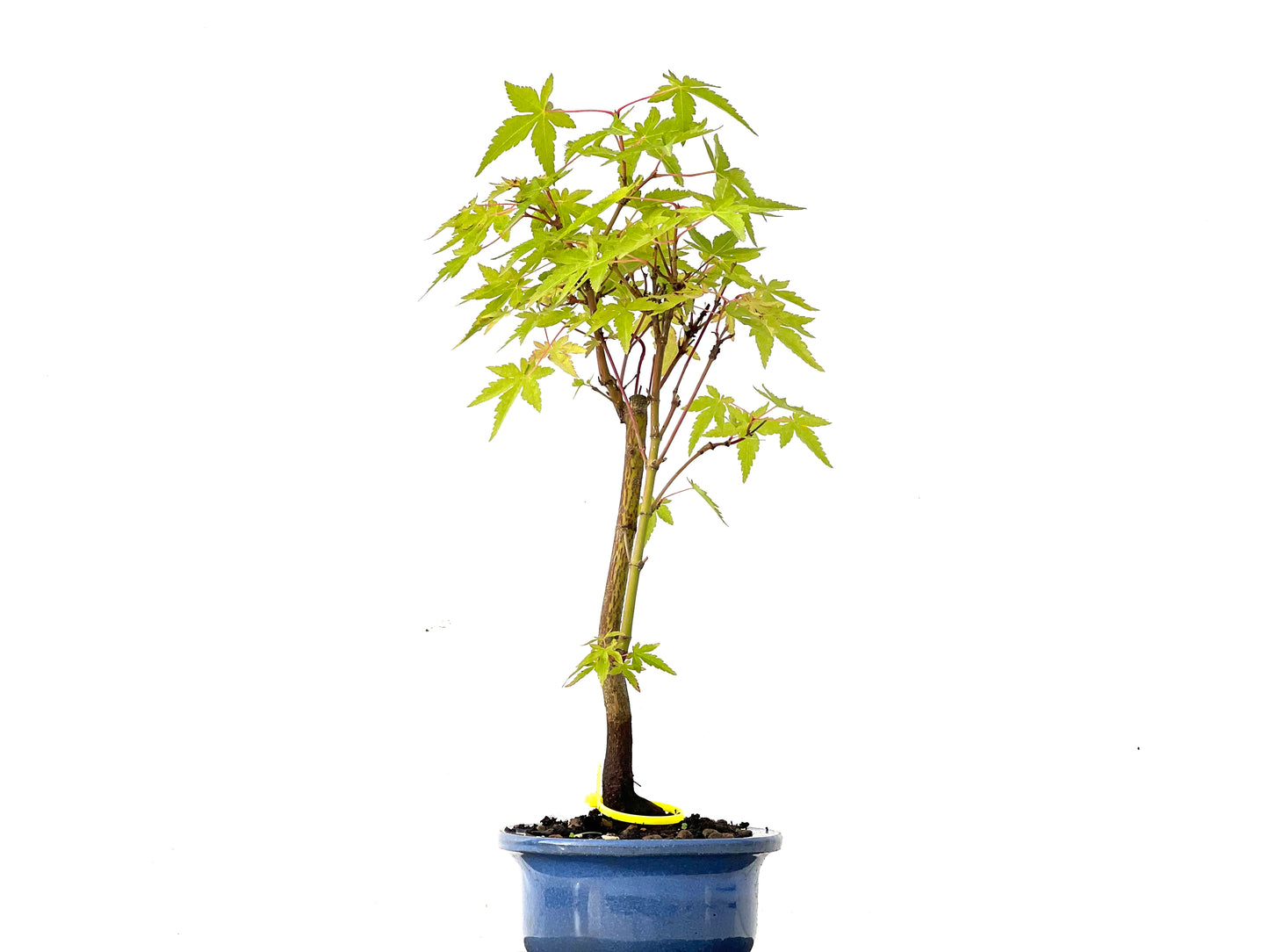 Acer Palmatum Yamamomiji 0211