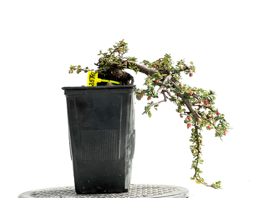 Cotoneaster 2570