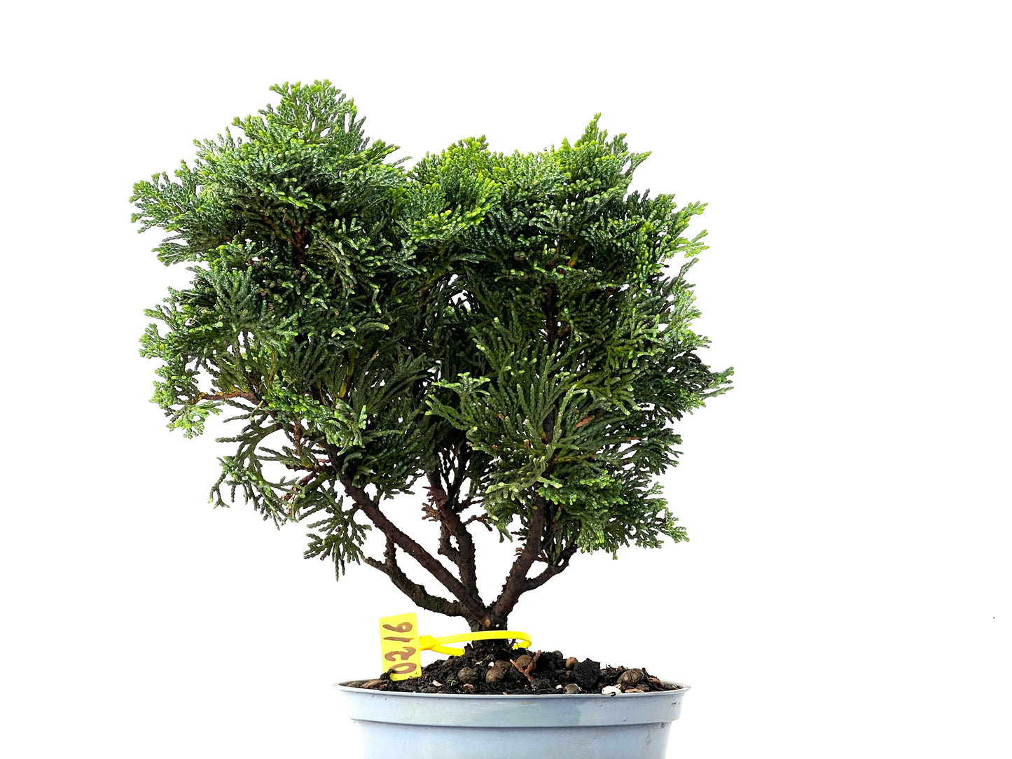 Chamaecyparis Obtusa Nana 0216
