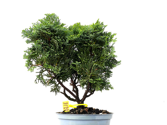 Chamaecyparis Obtusa Nana 0216