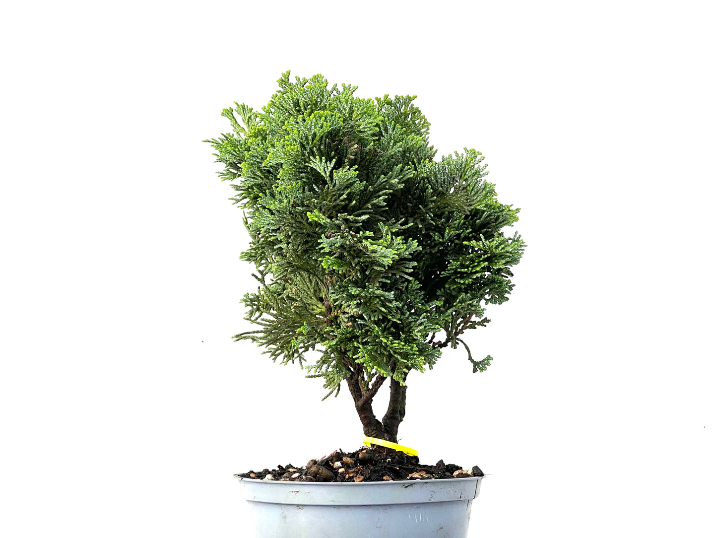 Chamaecyparis Obtusa Nana 0216
