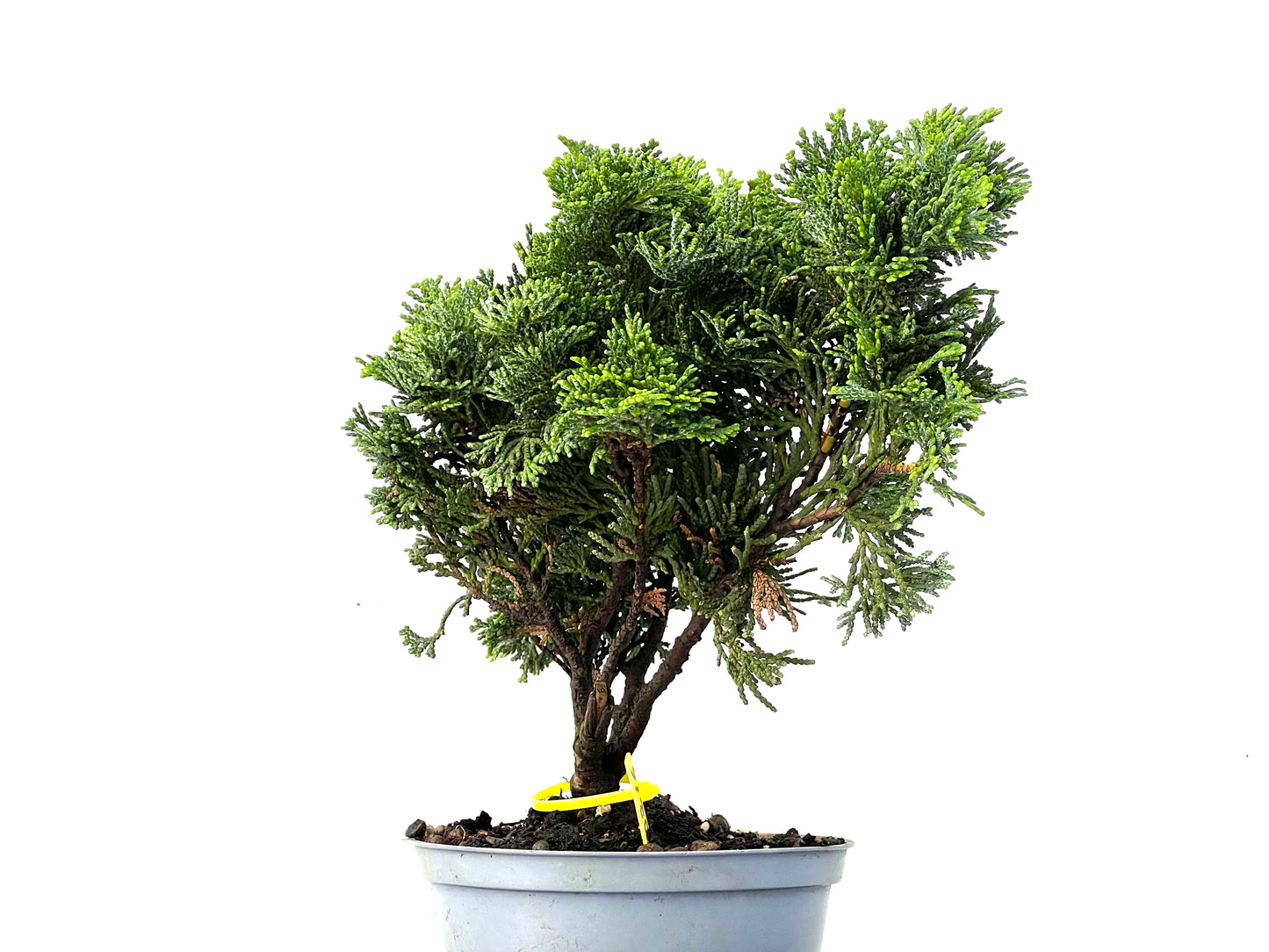 Chamaecyparis Obtusa Nana 0216