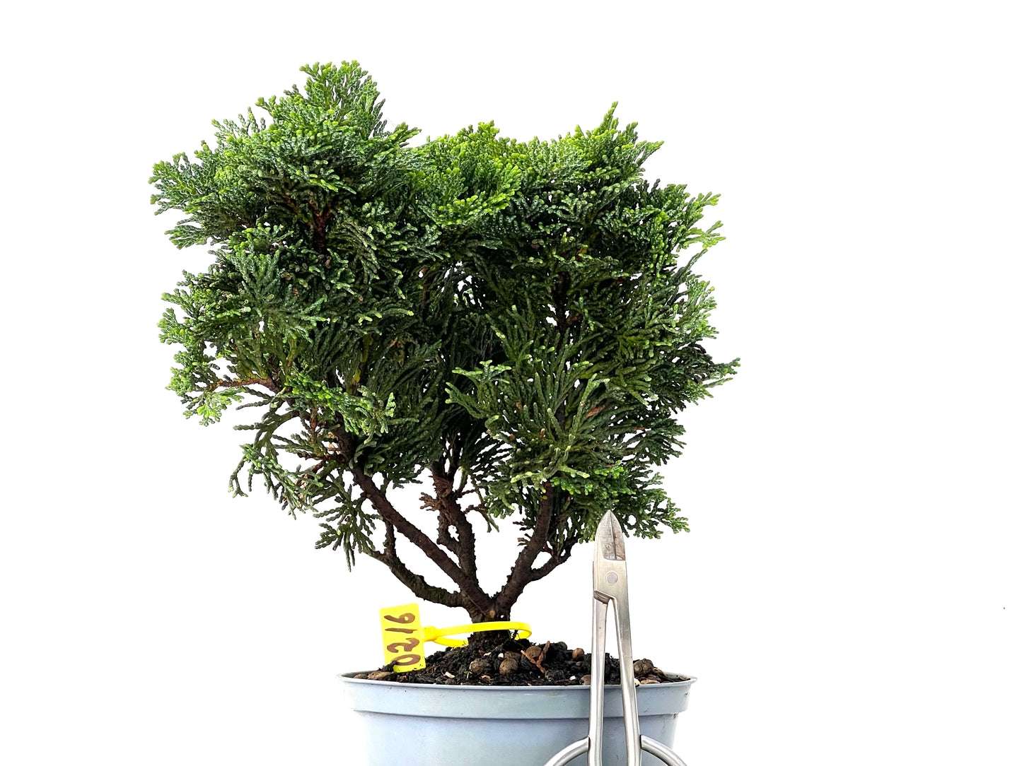 Chamaecyparis Obtusa Nana 0216