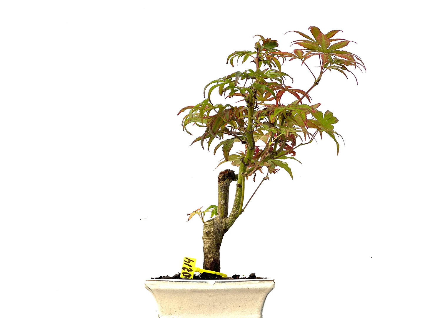 Acer Palmatum 0214