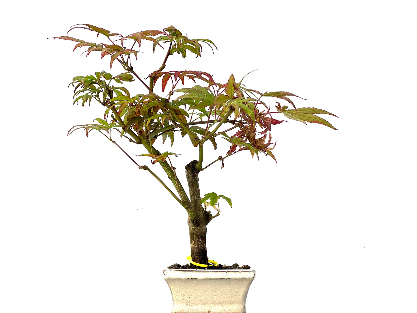 Acer Palmatum 0214