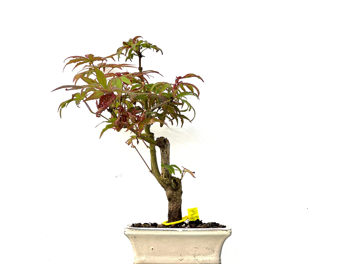 Acer Palmatum 0214