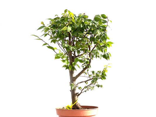 Zelkova Serrata 2645
