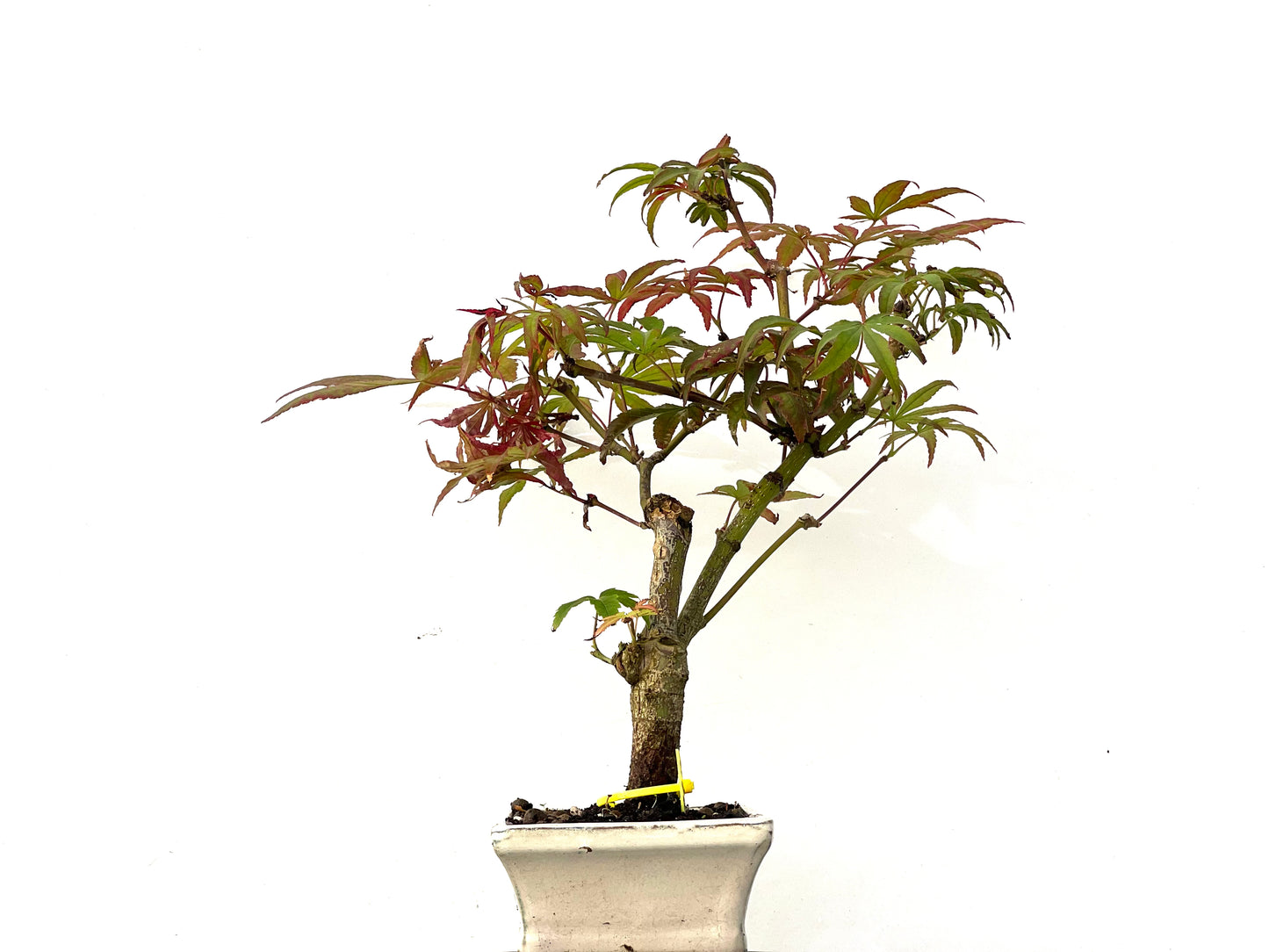 Acer Palmatum 0214