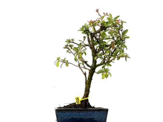 Pyracantha 0206