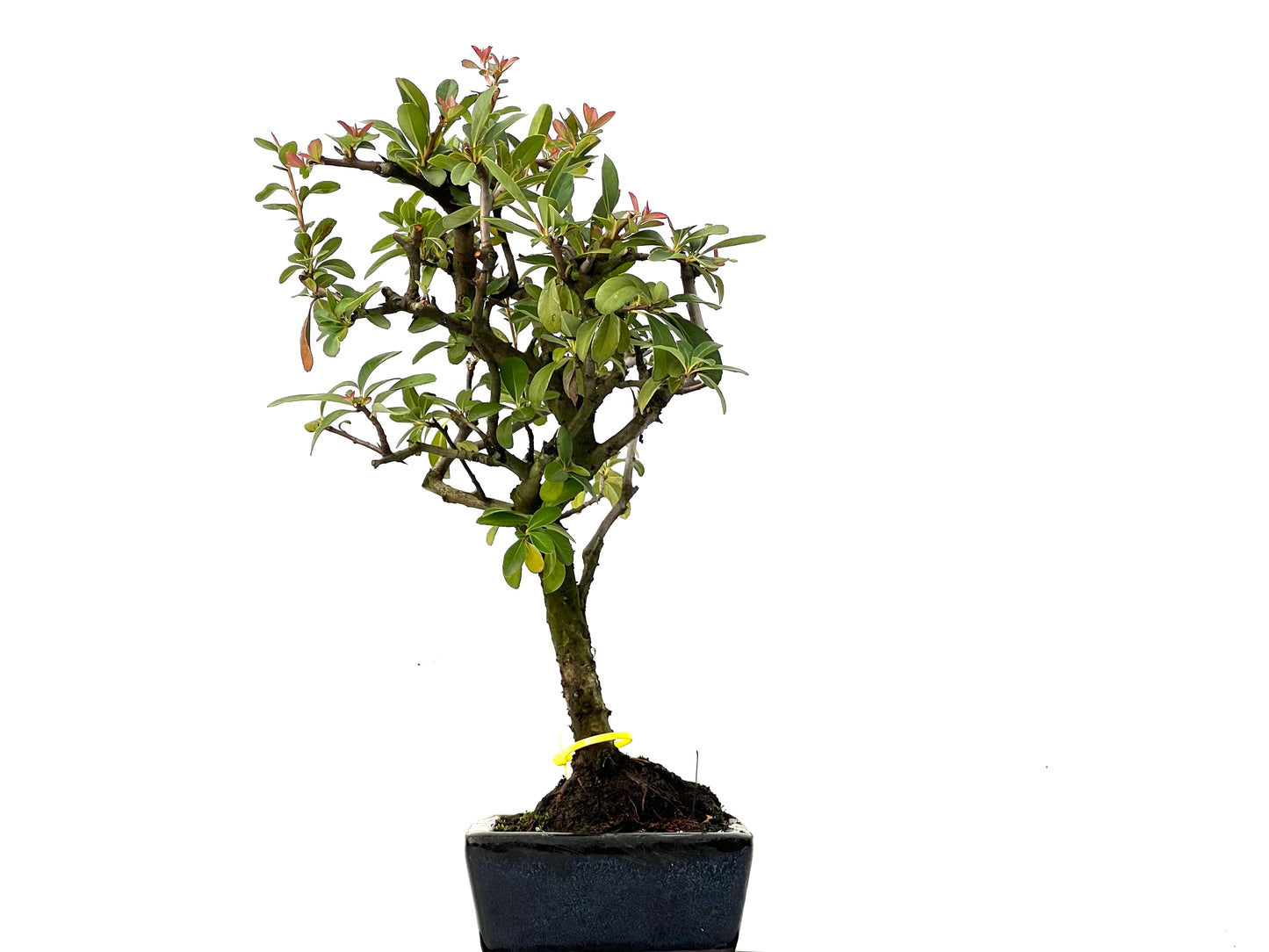 Pyracantha 0206