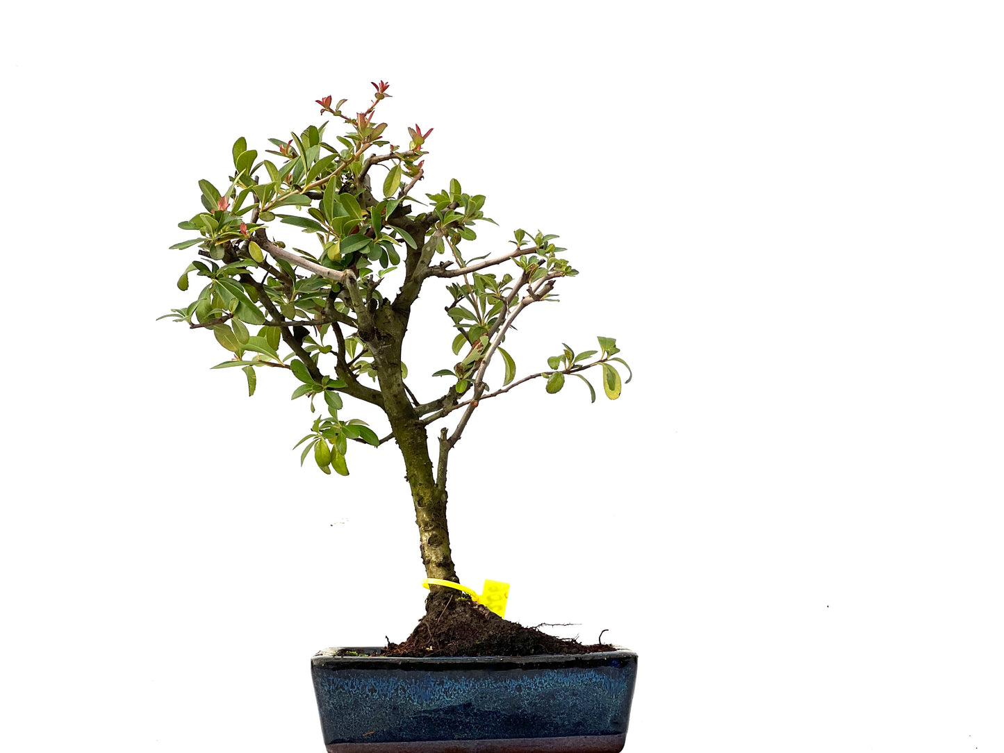 Pyracantha 0206