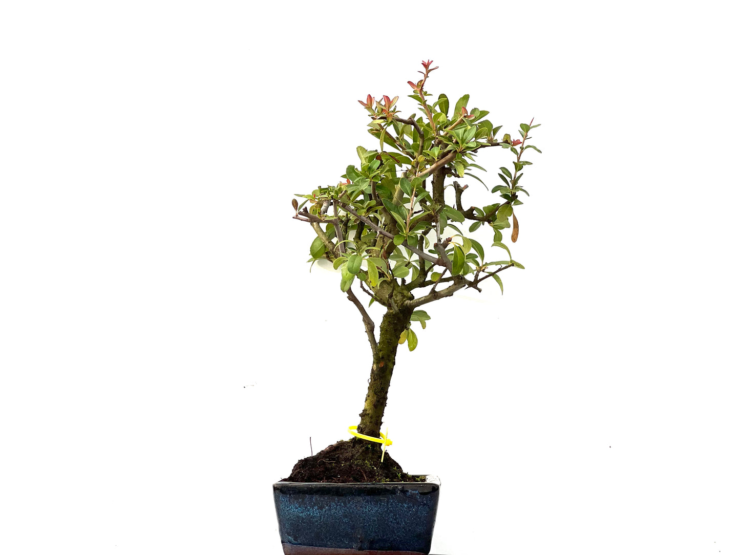Pyracantha 0206
