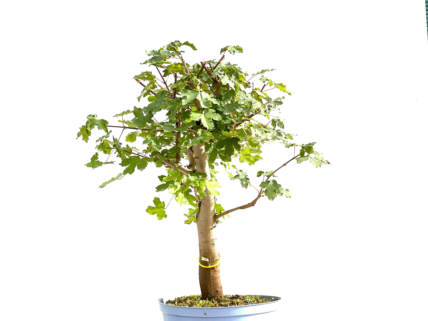 Acer Campestris 2643