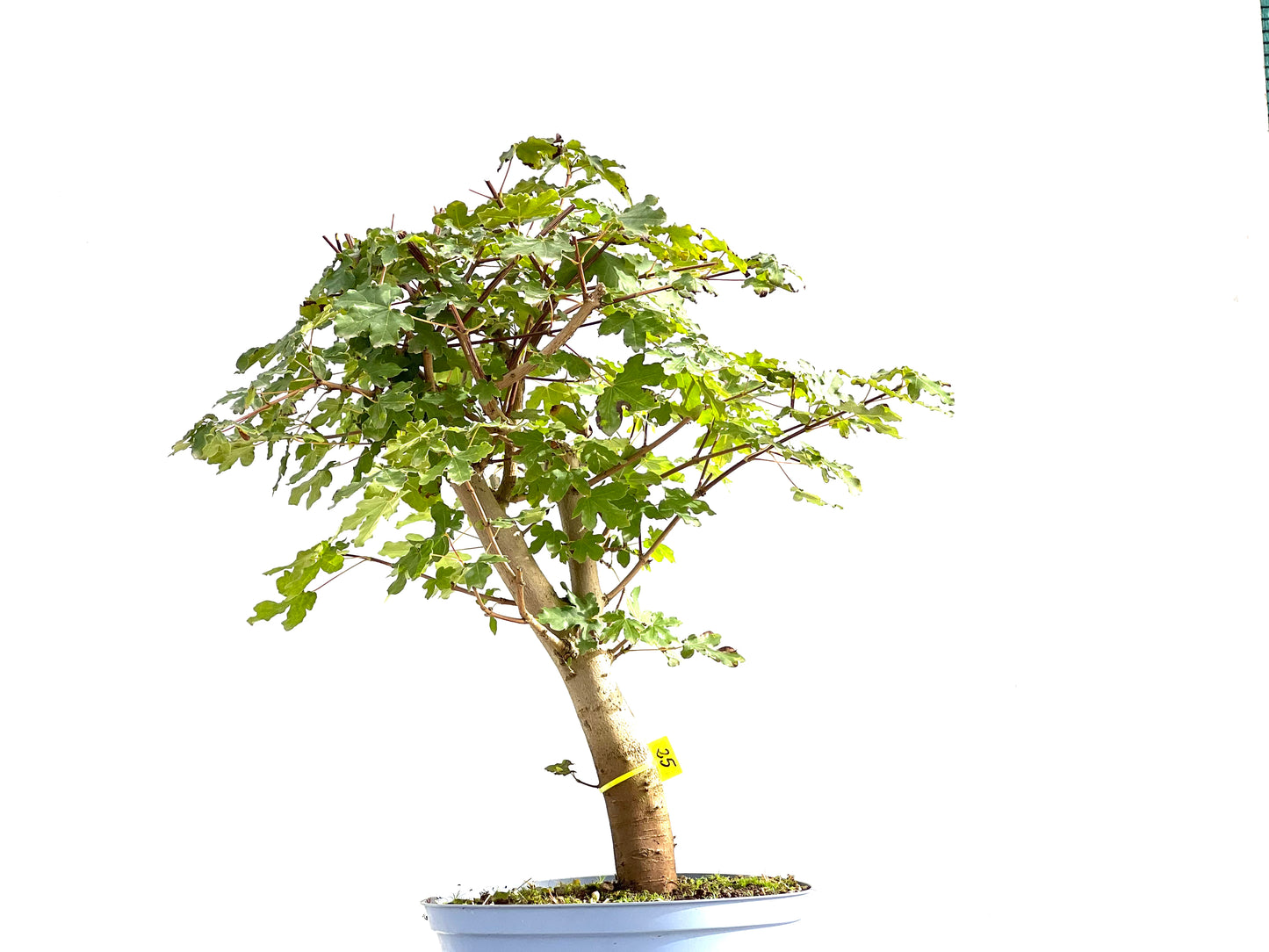 Acer Campestris 2643