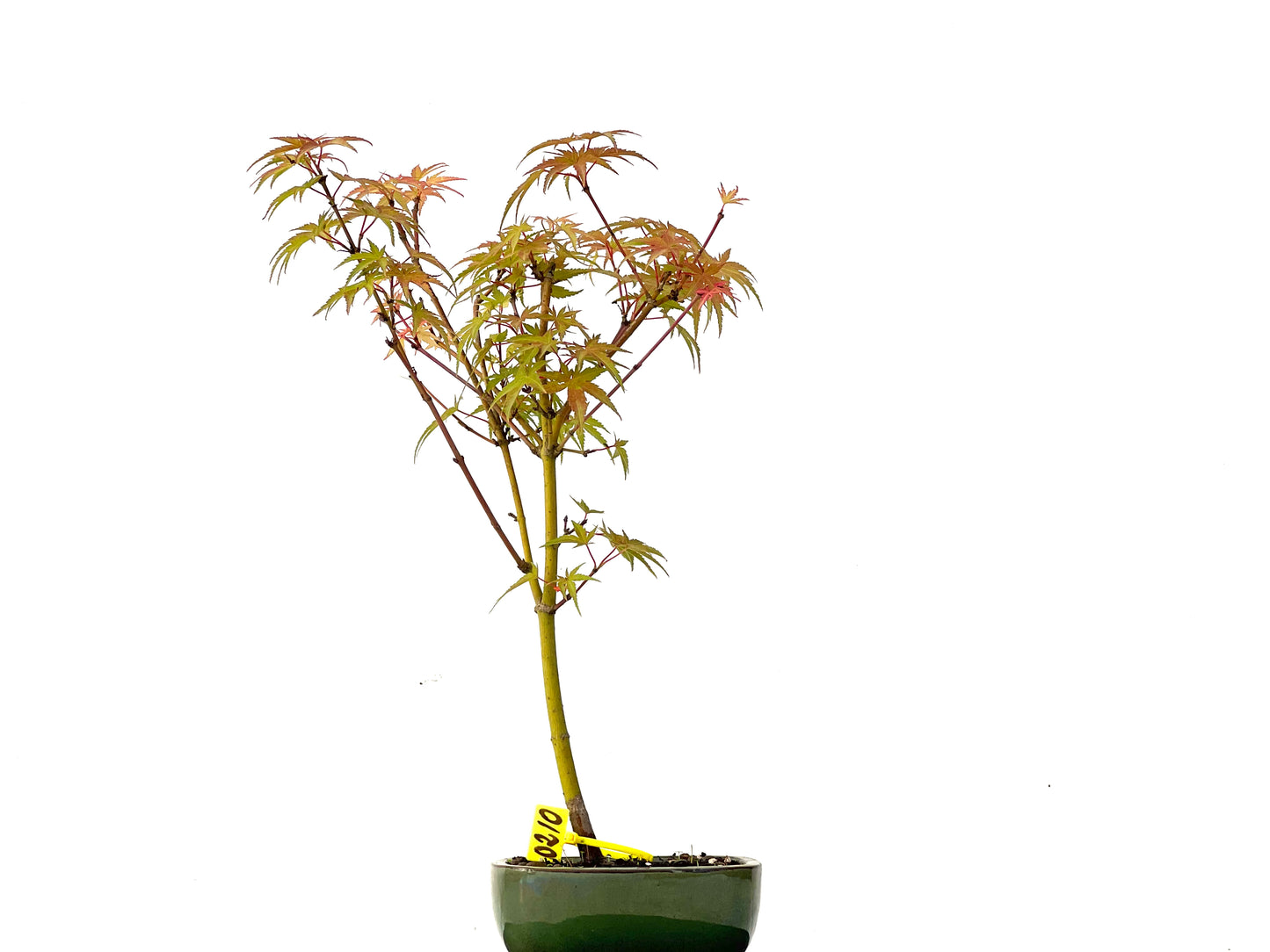 Acer Palmatum Phoenix 0210