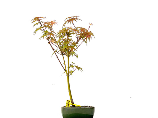 Acer Palmatum Phoenix 0210
